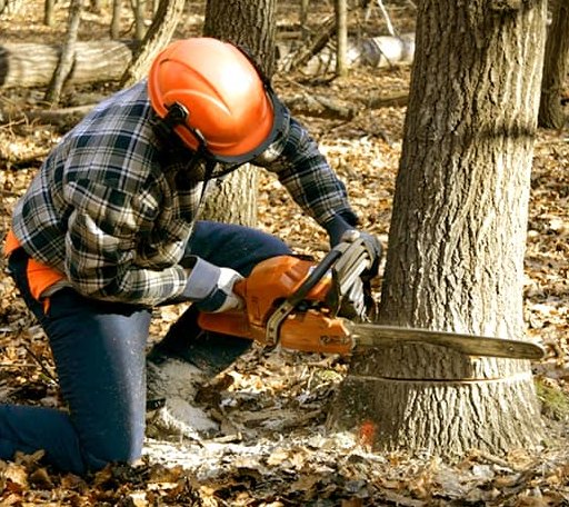 Tree Removal in Folly Beach, SC